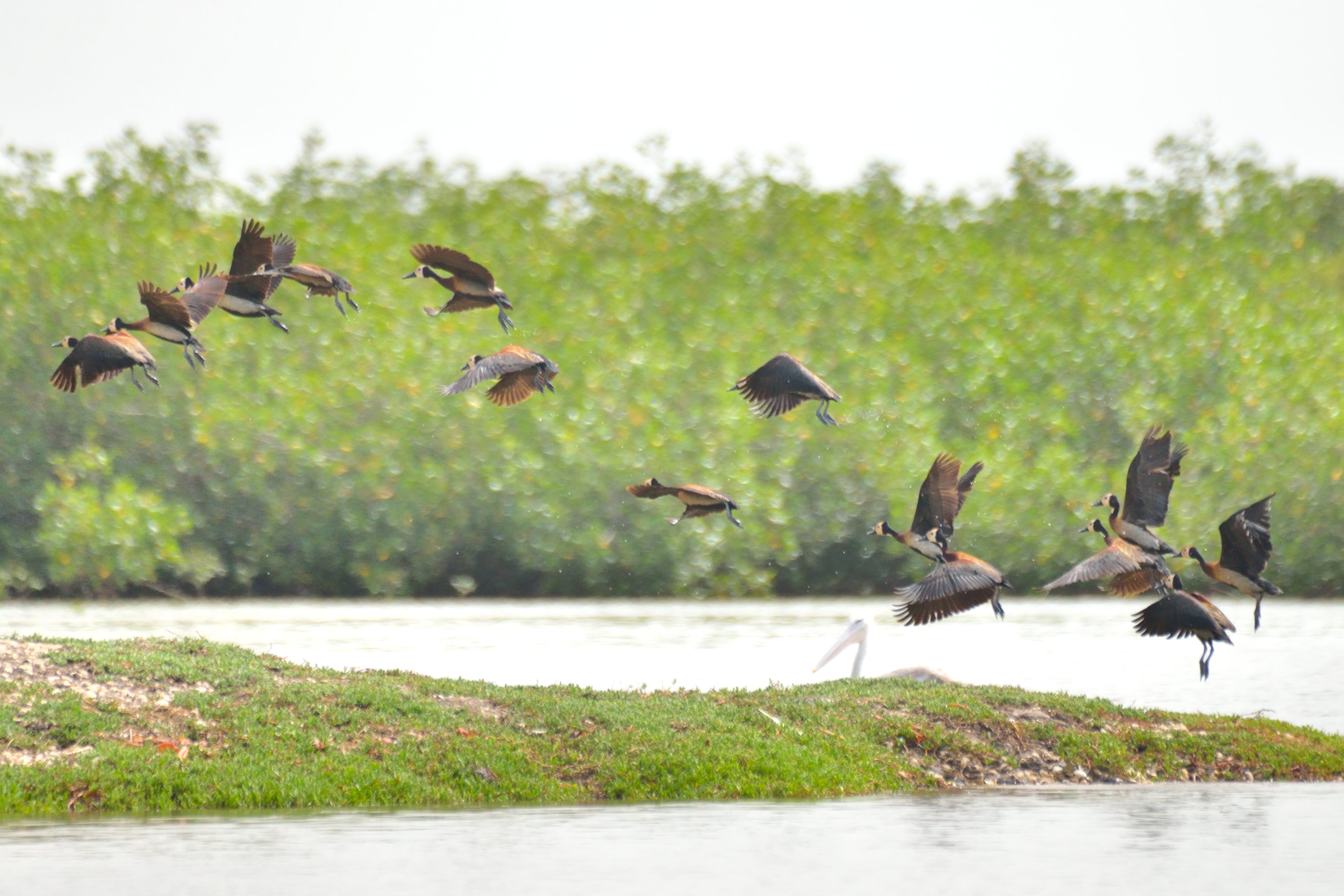 Envol de Dendrocygnes veufs (White-faced whistling duck,Dendrocygna viduata), 